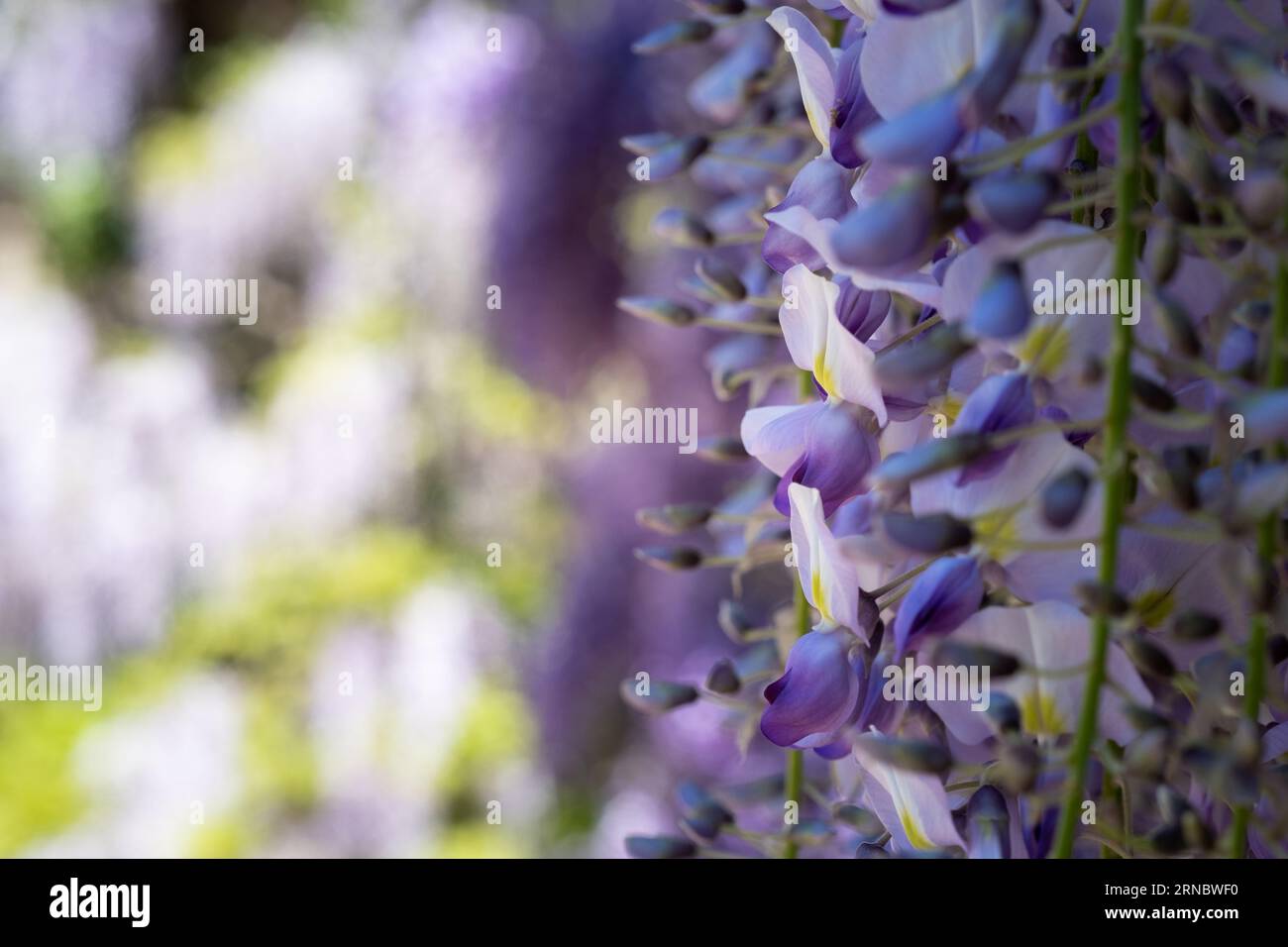 Purple wisteria flowers climbing on garden trellis in spring. Stock Photo