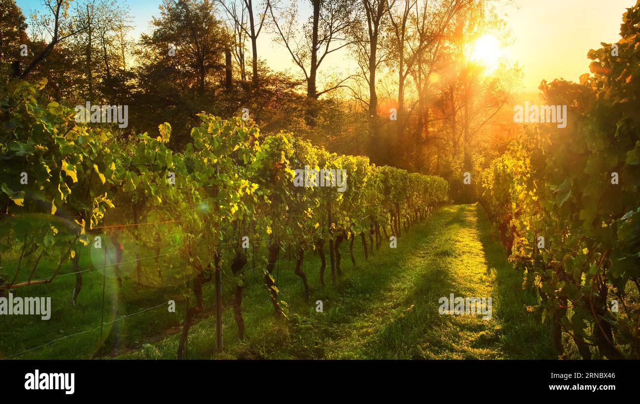 Vineyard in warm golden sunlight before sunset, with green rows of growing grapevine, backlit shot with the beautiful sun Stock Photo