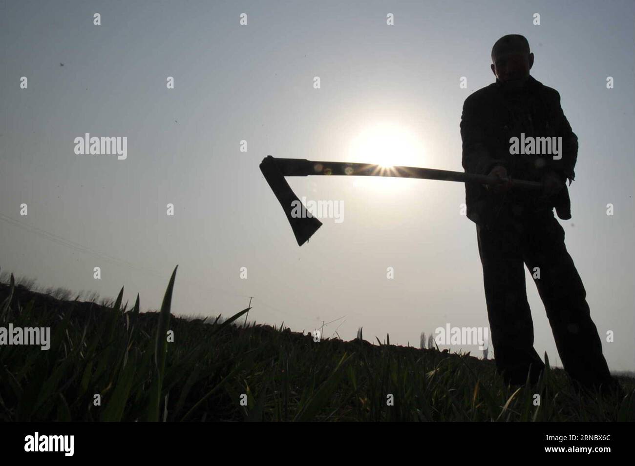 YUNCHENG, March 12, 2016 -- Villager Wang Dianying removes plants with a hoe in his wheat land in Hejin of Yuncheng City, north China s Shanxi Province, March 12, 2016. China is witnessing another growing season as farmers are busy ploughing, irrigating and seeding in their farmlands as the temperature rises in spring. ) (wyl) CHINA-SHANXI-SPRING-FARMING (CN) GaoxXinsheng PUBLICATIONxNOTxINxCHN   Yuncheng March 12 2016 village Wang  removes Plants With a Hoe in His Wheat Country in Hejin of Yuncheng City North China S Shanxi Province March 12 2016 China IS Witnessing Another Growing Season As Stock Photo