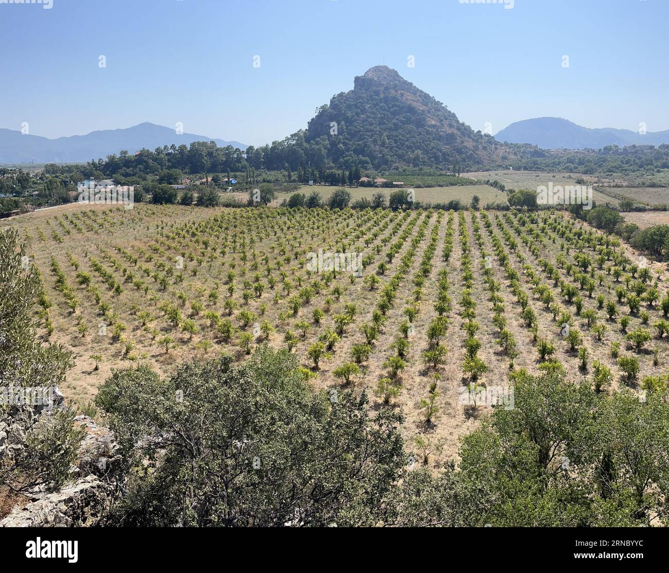 Arial view of an orchard hi-res stock photography and images - Alamy