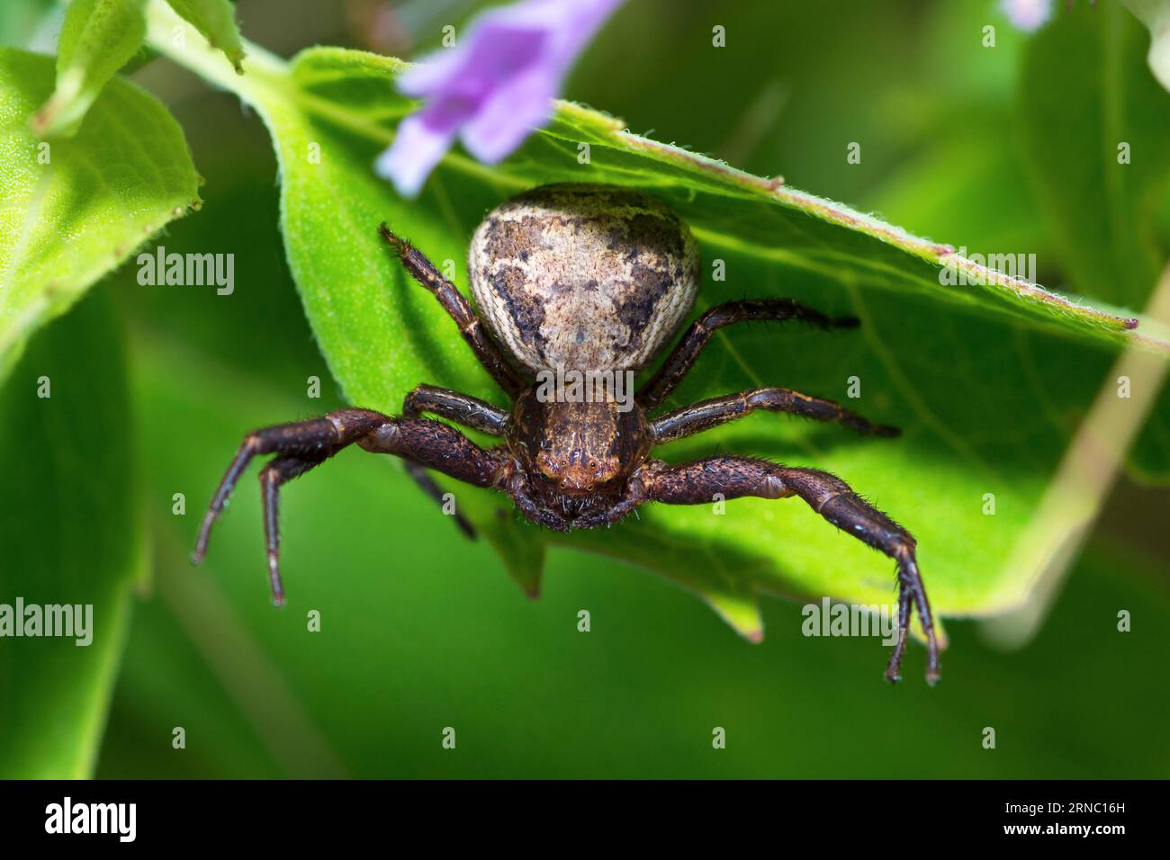 Ground Crab Spider, genus Xysticus Stock Photo
