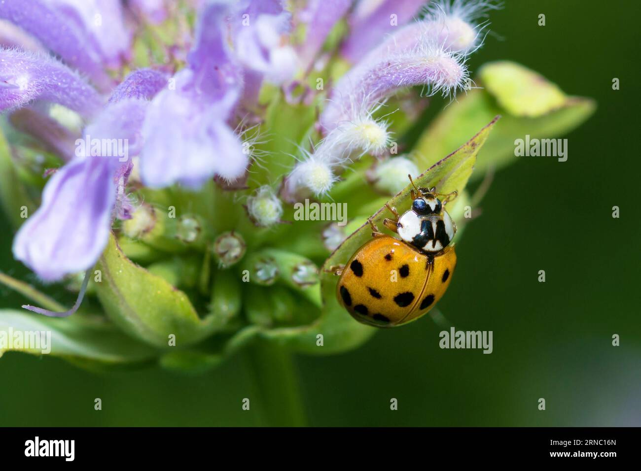 Asian Lady Beetle, Harmonia Axyridis Stock Photo