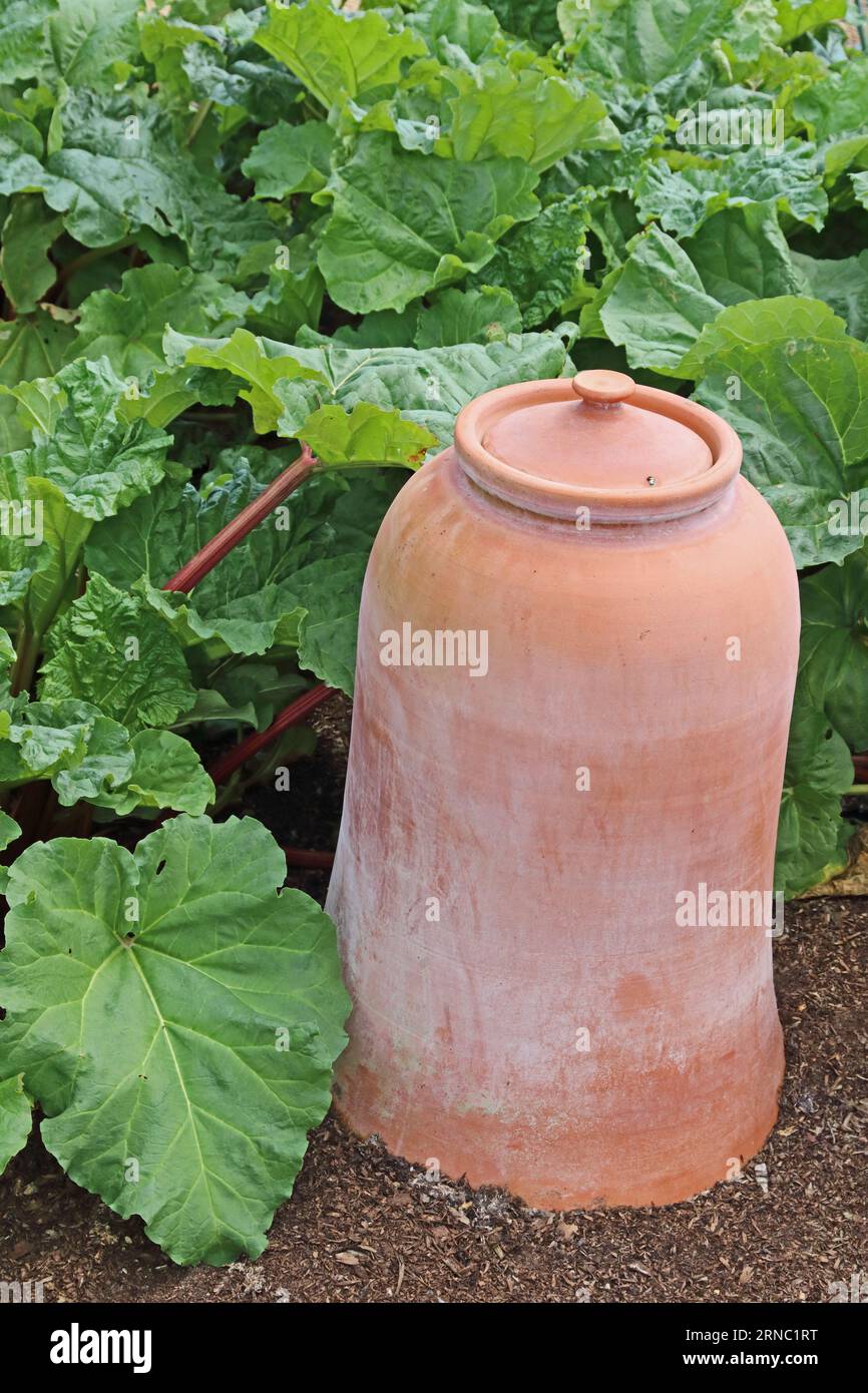 Rhubarb forcing pot Stock Photo