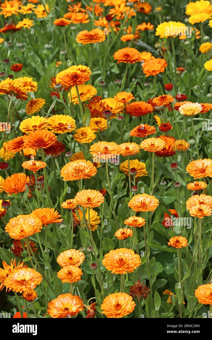 Bed of flowering Marigolds and Calendulas Stock Photo Alamy
