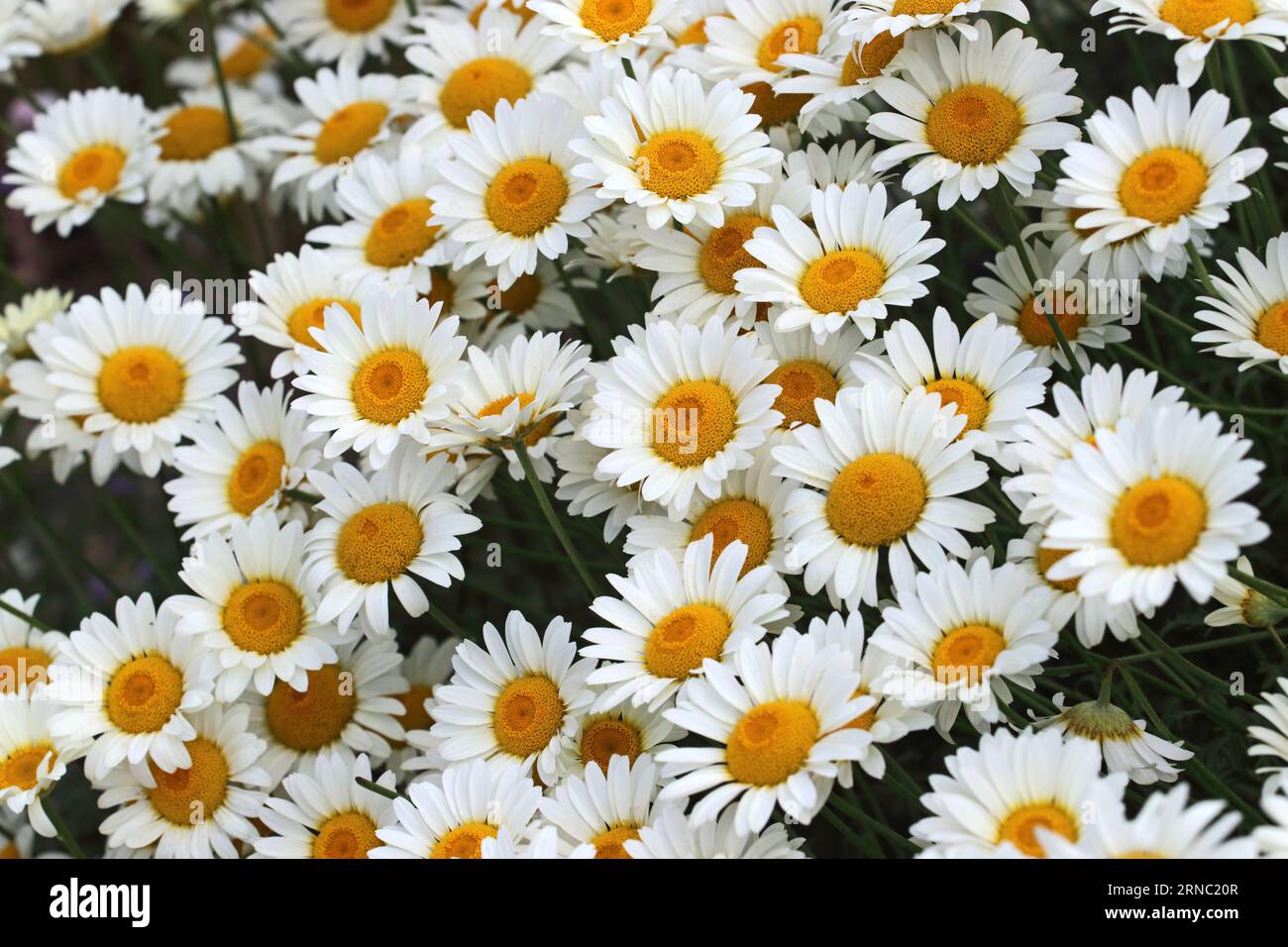 Asteraceae daisies white hi-res stock photography and images - Alamy