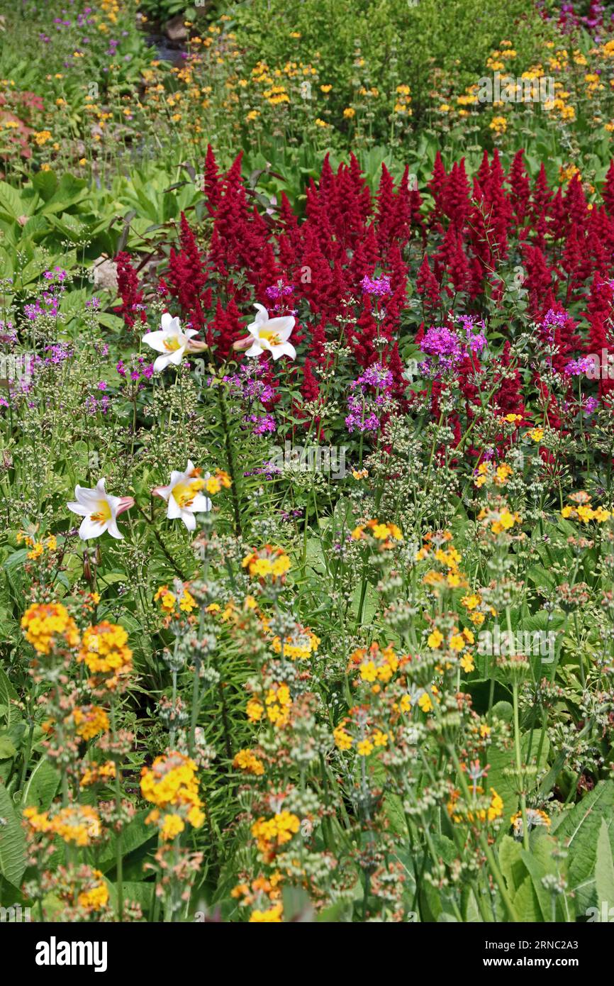 Bed of traditional cottage garden flowers Stock Photo - Alamy