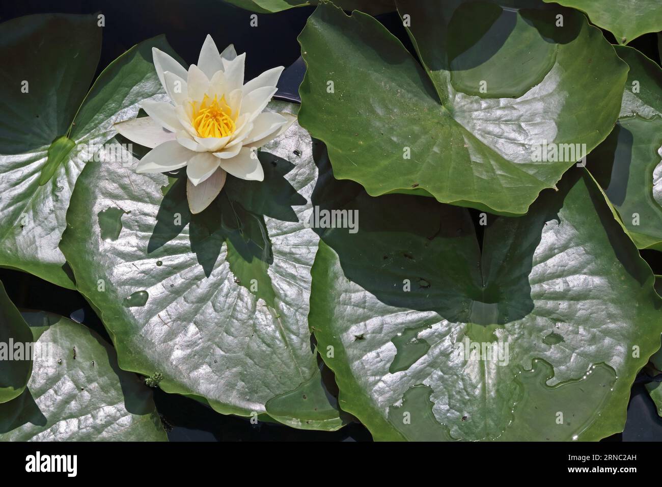 Water Lily, Gladstoniana Stock Photo