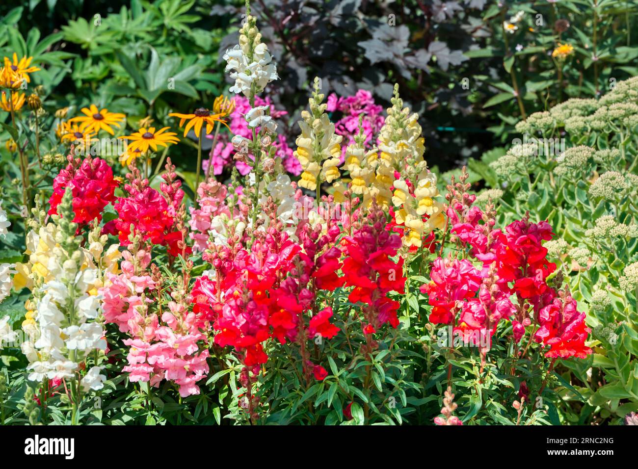 Snapdragons, Antirrhinums, in an English country garden, Burbage, Wiltshire, UK Stock Photo