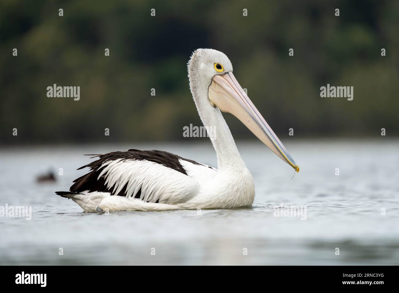 pelican close up on a river in australia feeding Stock Photo