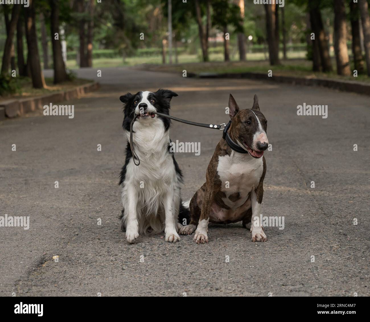 Boston terrier on sale border collie