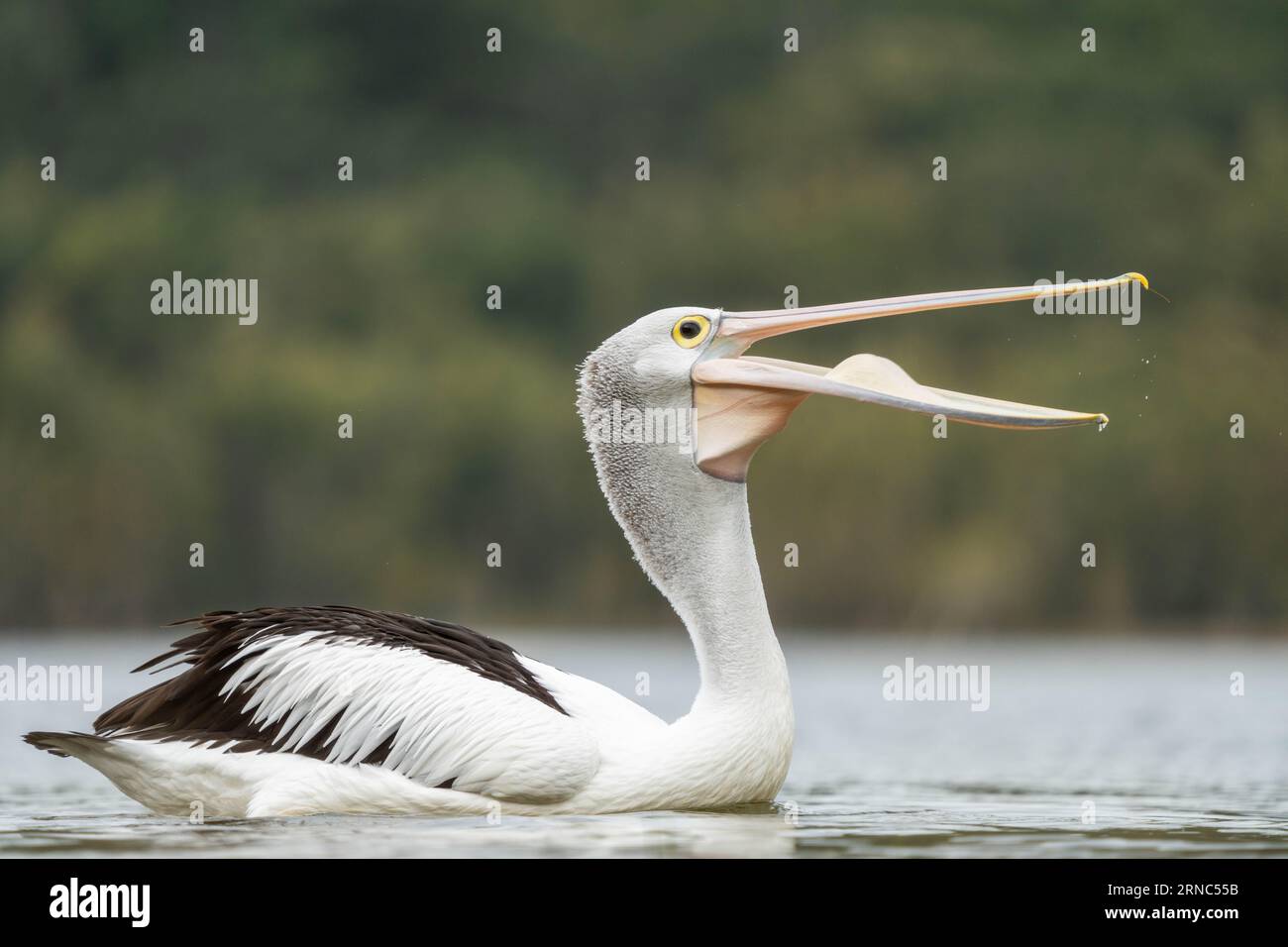 pelican close up on a river in australia feeding Stock Photo