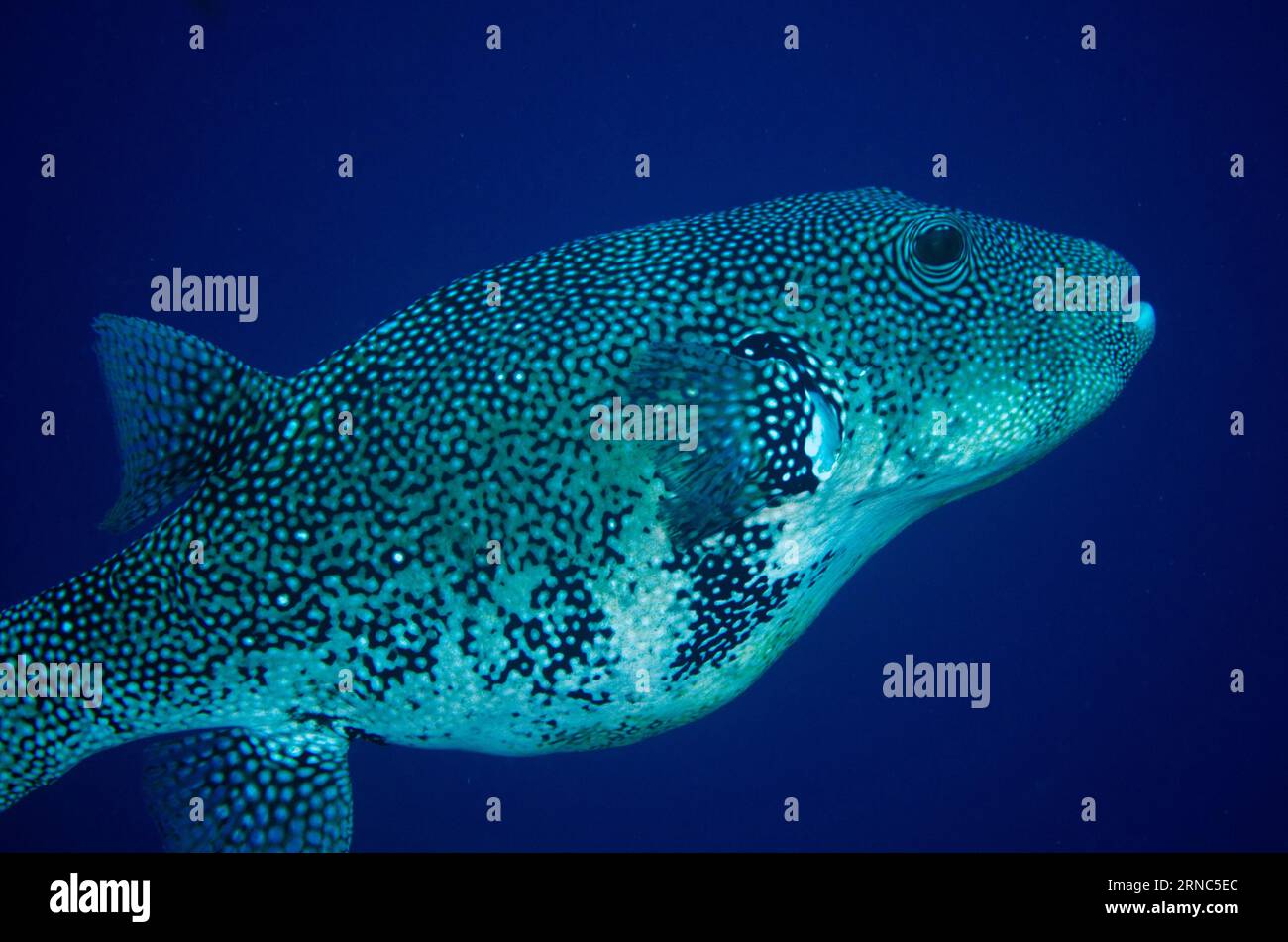 Blue-spotted Puffer, Arothron caeruleopunctatus, Too Many Fish dive site, Pulau Koon, Maluku Province, Banda Sea, Indonesia Stock Photo