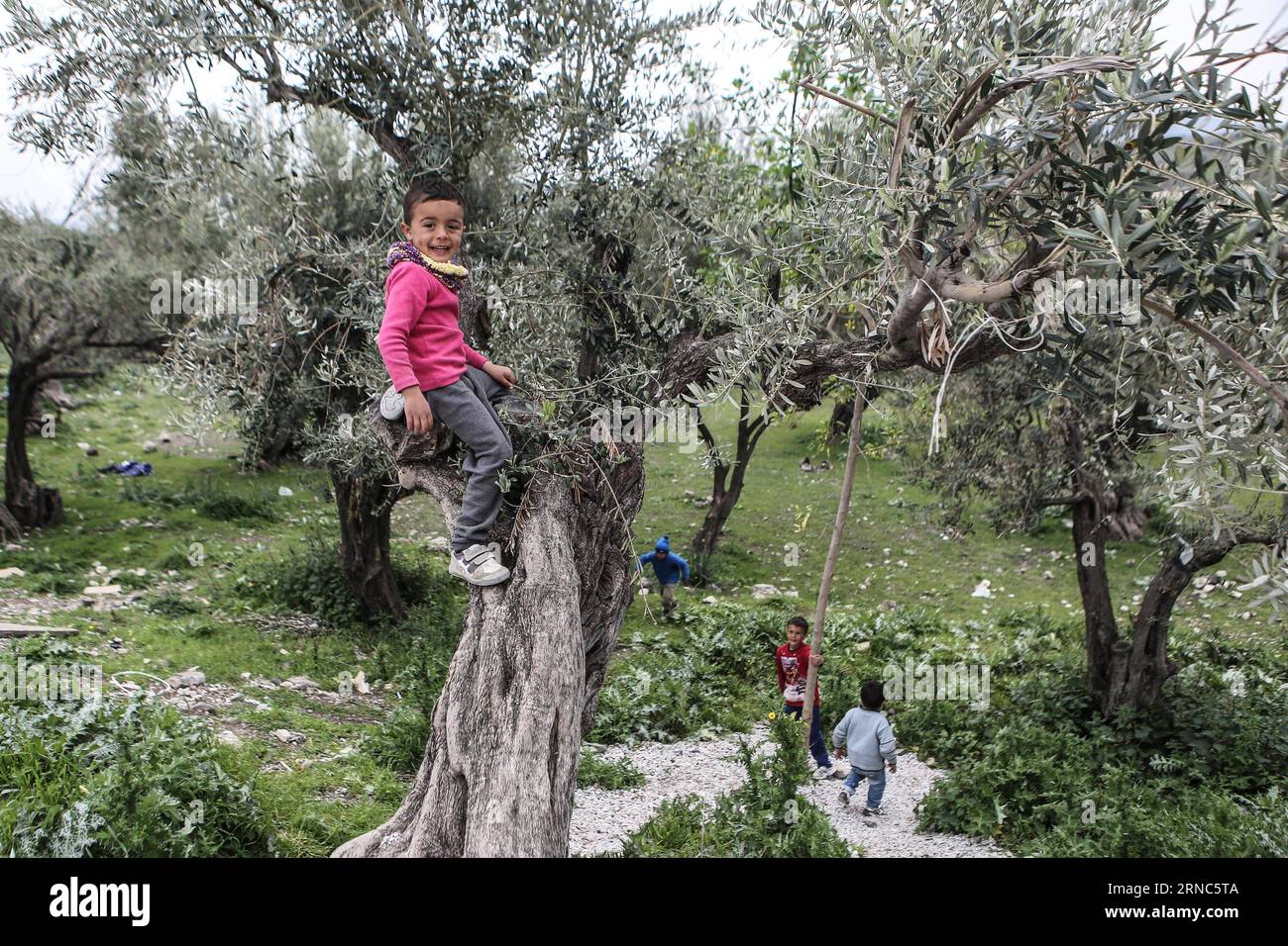 160323) -- LESVOS (GREECE), March 23, 2016 -- Children play climbing on  olive trees inside the Kara Tepe hotspot on Lesvos island on March 22,  2016. The camp which is run by