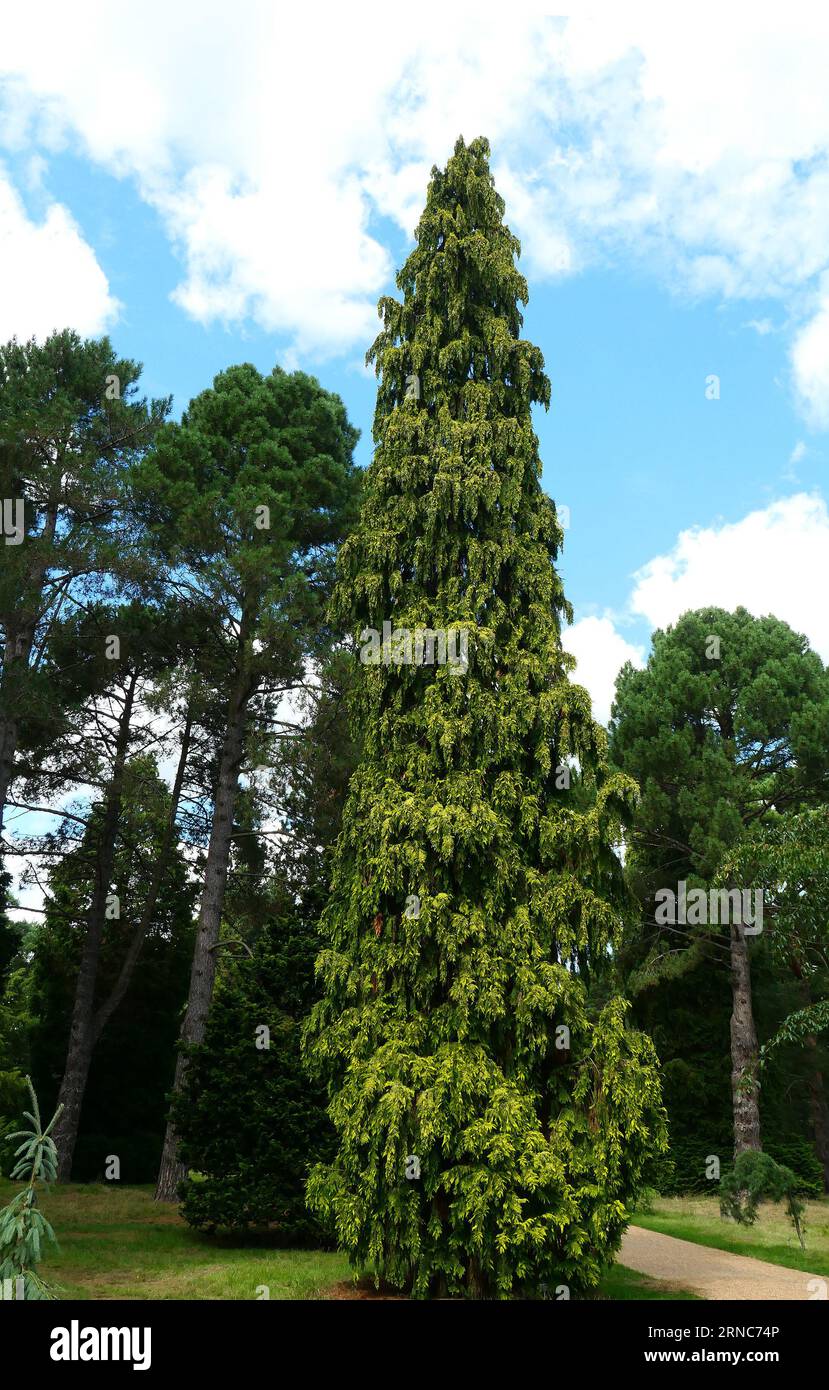Closeup of the tall growing green garden conifer  chamaecyparis lawsoniana stewartii Stock Photo