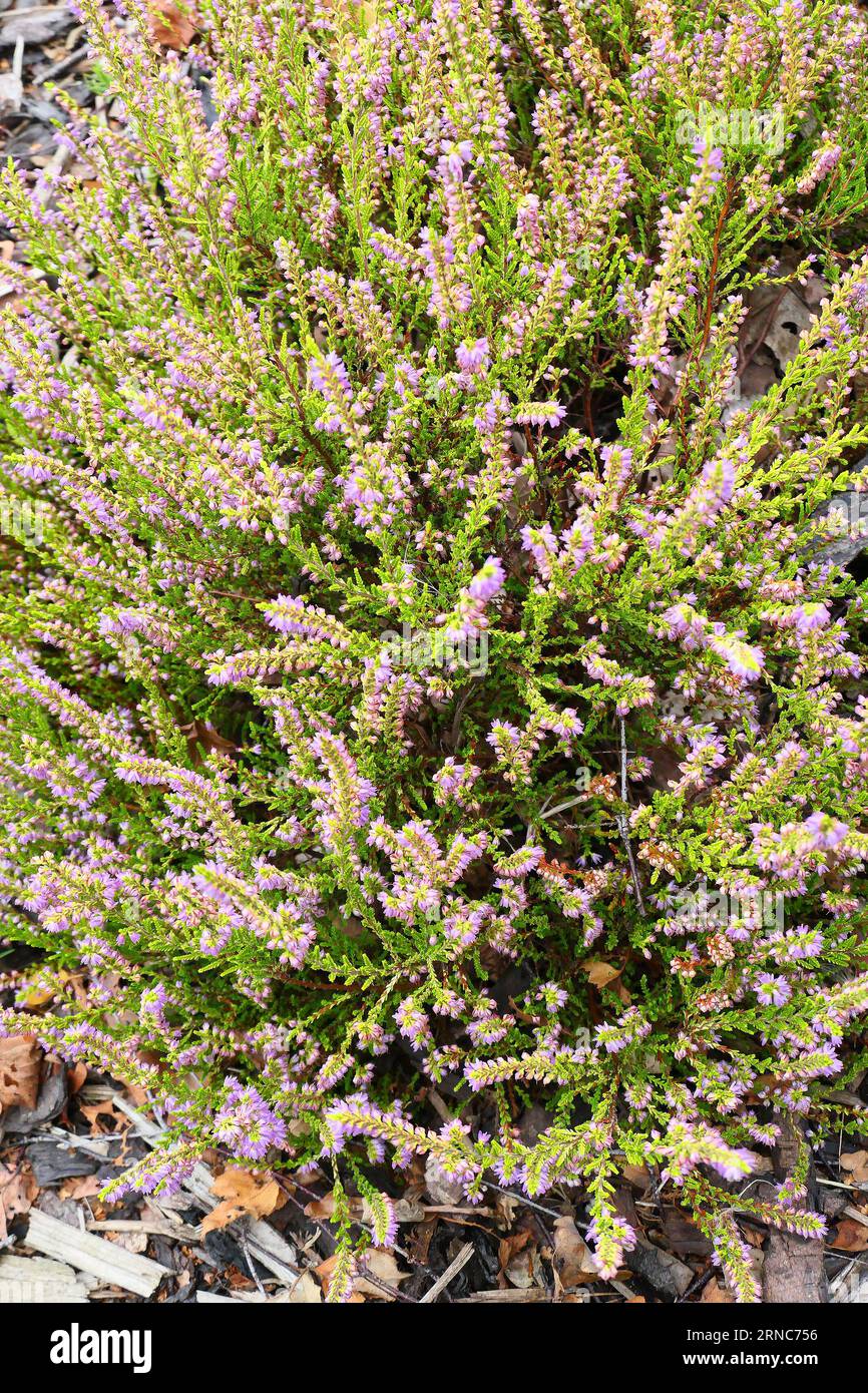 Closeup of the pink flowers of the summer flowering perennial garden heather Stock Photo