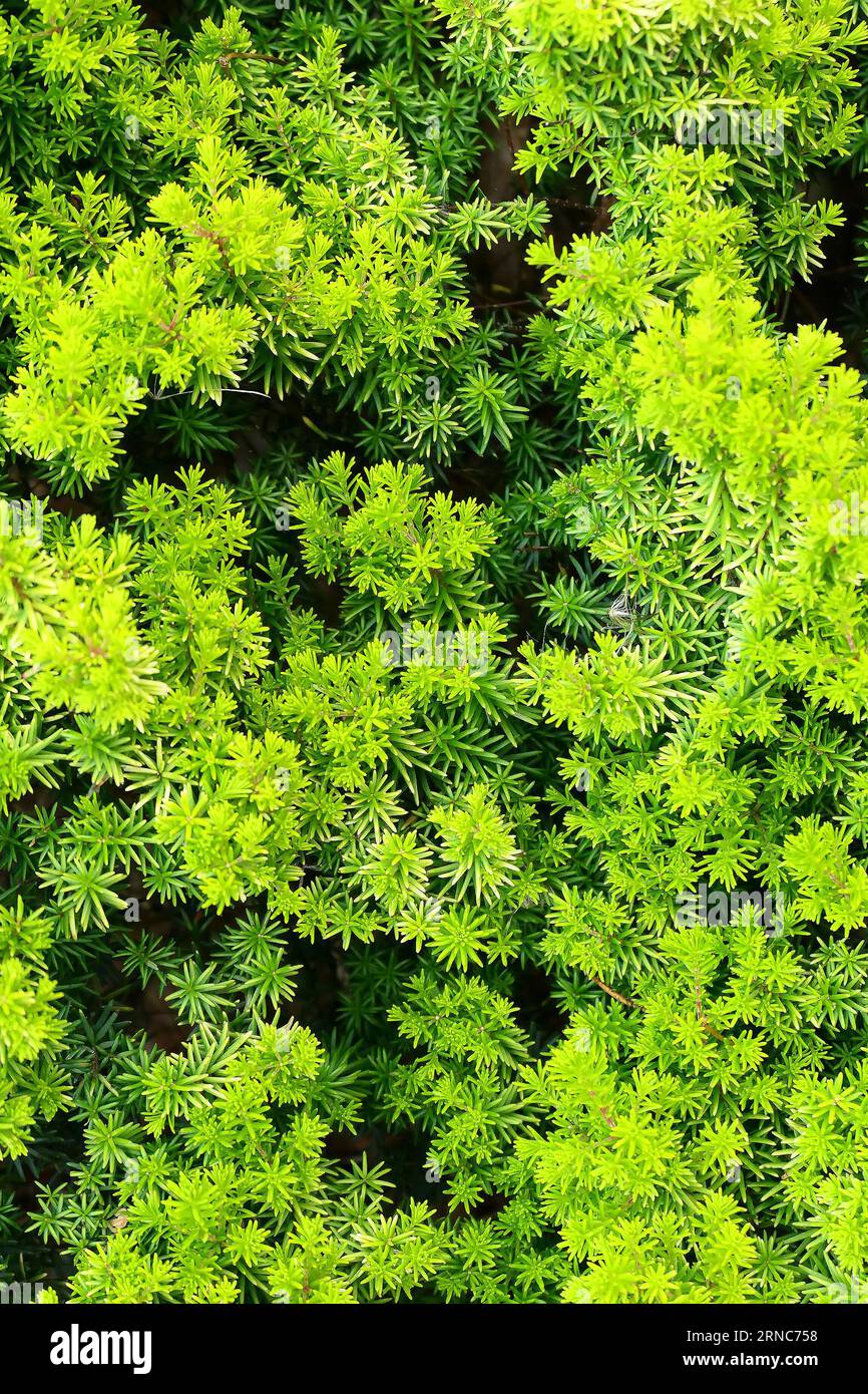 Closeup of the fresh new growth of the green leaves of the hardy acid soil loving garden shrub erica erigena f. aureifolia Thing Nee, or Irish Heath. Stock Photo