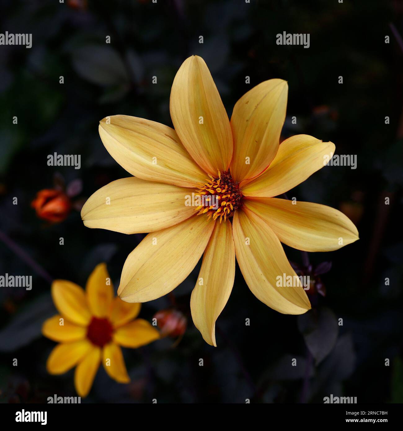 Closeup of the bright yellow flower of the summer long to first frost flowering tender perennial garden Dahlia Bishop of York. Stock Photo