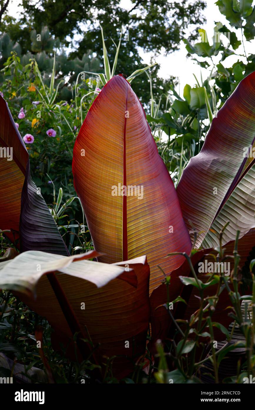Closeup of the exotic large red leaves of the tender perennial tropical banana tree Musa ensete or Ethiopian Banana. Stock Photo