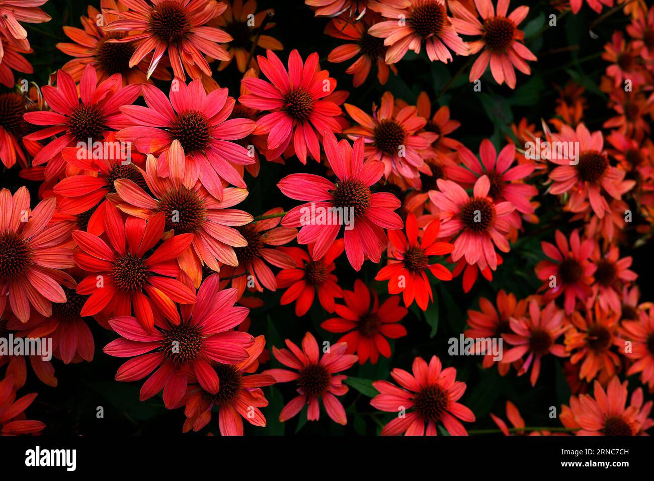 Closeup of the orange florets and orange-brown central cones of the summer flowering low-growing herbaceous perennial garden plant Echinacea sombrero. Stock Photo