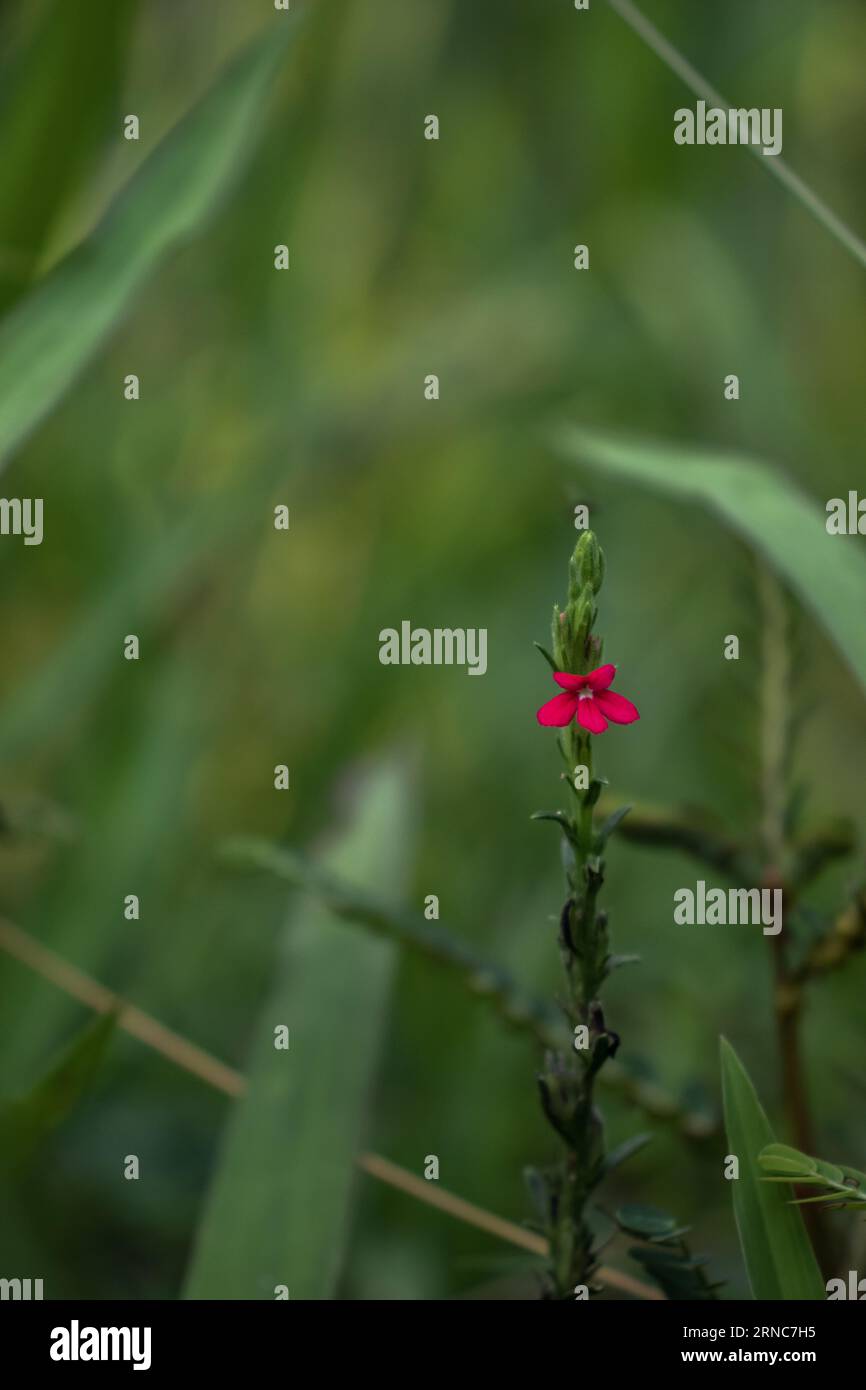 Vibrant color beauty in nature hi-res stock photography and images - Alamy