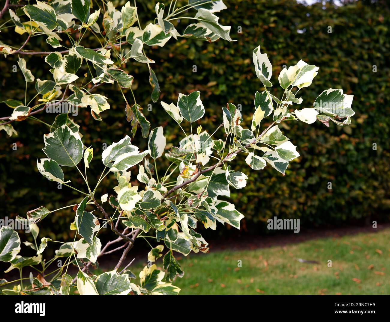 Closeup of the cream and green variegated leaves of the tall growing garden tree liriodendron tulipifera snowbird or Tulip tree. Stock Photo