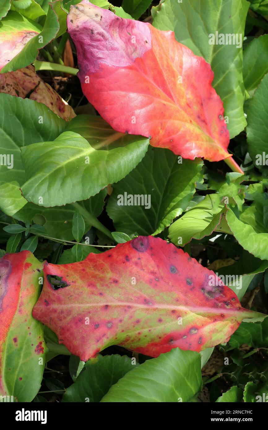 Closeup of the evergreen leaves of the low growing herbaceous perennial ground cover garden plant Bergenia Admiral or Elephants Ears changing colour. Stock Photo
