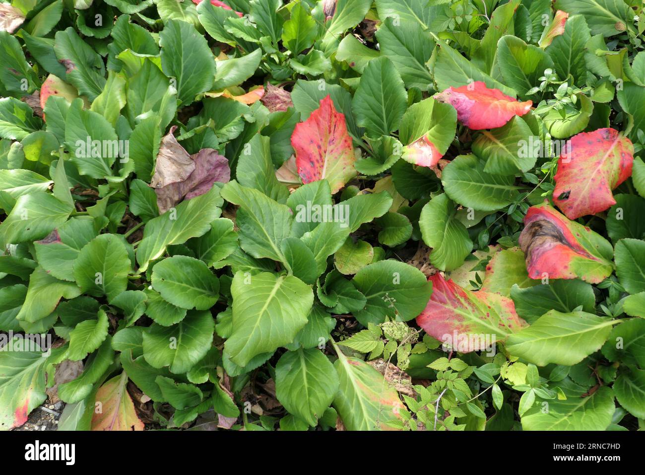 Closeup of the evergreen leaves of the low growing herbaceous perennial ground cover garden plant Bergenia Admiral or Elephants Ears changing colour. Stock Photo