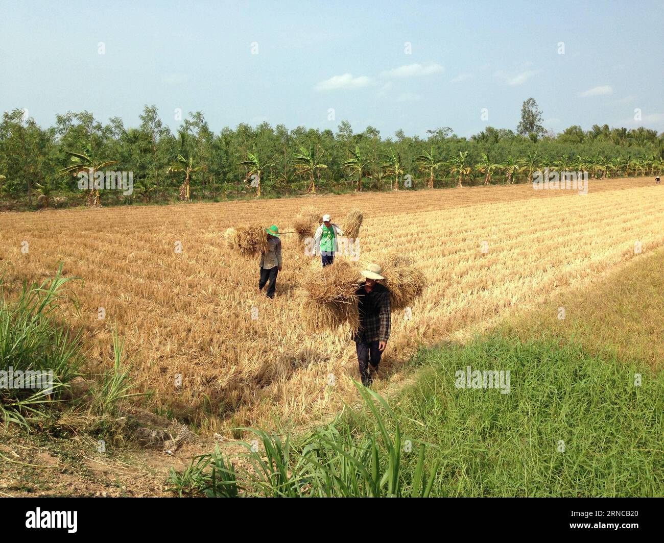 (160402) -- HO CHI MINH CITY, April 2, 2016 -- Local farmers carry withered straw to feed cattle in Ben Tre province, Vietnam, March 29, 2016. Due to the strong influence of the El Nino phenomenon, the Mekong Delta in southern Vietnam has encountered once in a century drought since the end of 2015 which seriously affected local people s life. Mekong Delta, Vietnam s largest and most fertile plain, has an area of over 40,000 square kilometers and covers 13 provinces and cities. ) VIETNAM-MEKONG DELTA-DROUGHT VNA PUBLICATIONxNOTxINxCHN   Ho Chi Minh City April 2 2016 Local Farmers Carry Withered Stock Photo