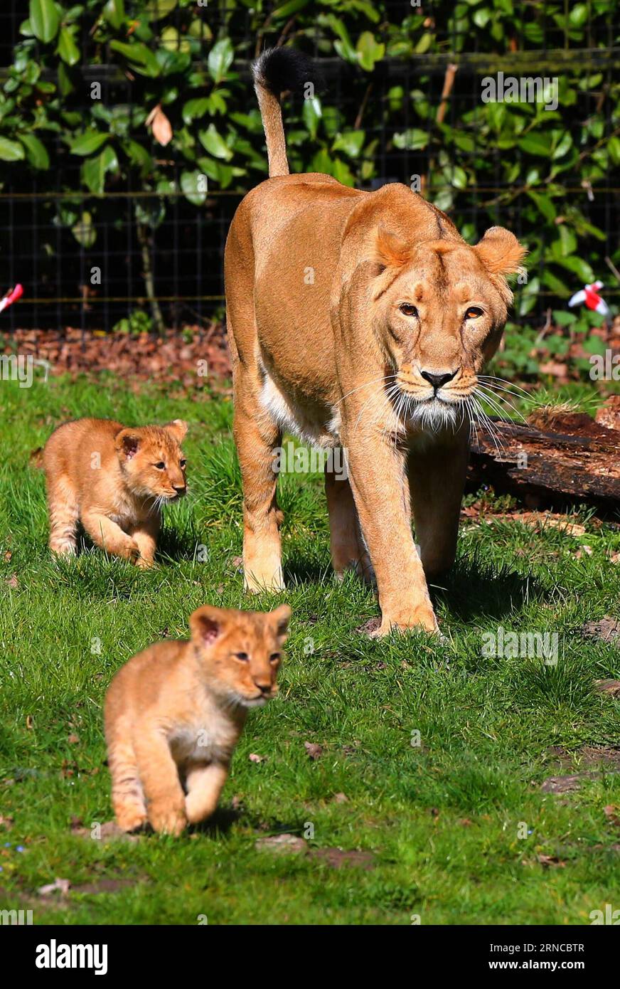 Löwenbabys im Zoo von Mechelen, Belgien (160404) -- BRUSSELS, April 3, 2016 -- Two-month-old Asiatic lion cubs walk with their mother at the Planckendael Zoo in Mechelen, north Belgium, April 3, 2016. In 2000, the International Union for Conservation of Nature added the Asiatic lion to the list of critically endangered species. ) BELGIUM-MECHELEN-ASIATIC LIONS GongxBing PUBLICATIONxNOTxINxCHN   Lion babies in Zoo from Mechelen Belgium  Brussels April 3 2016 Two Month Old Asiatic Lion Cubs Walk With their Mother AT The Planckendael Zoo in Mechelen North Belgium April 3 2016 in 2000 The Internat Stock Photo