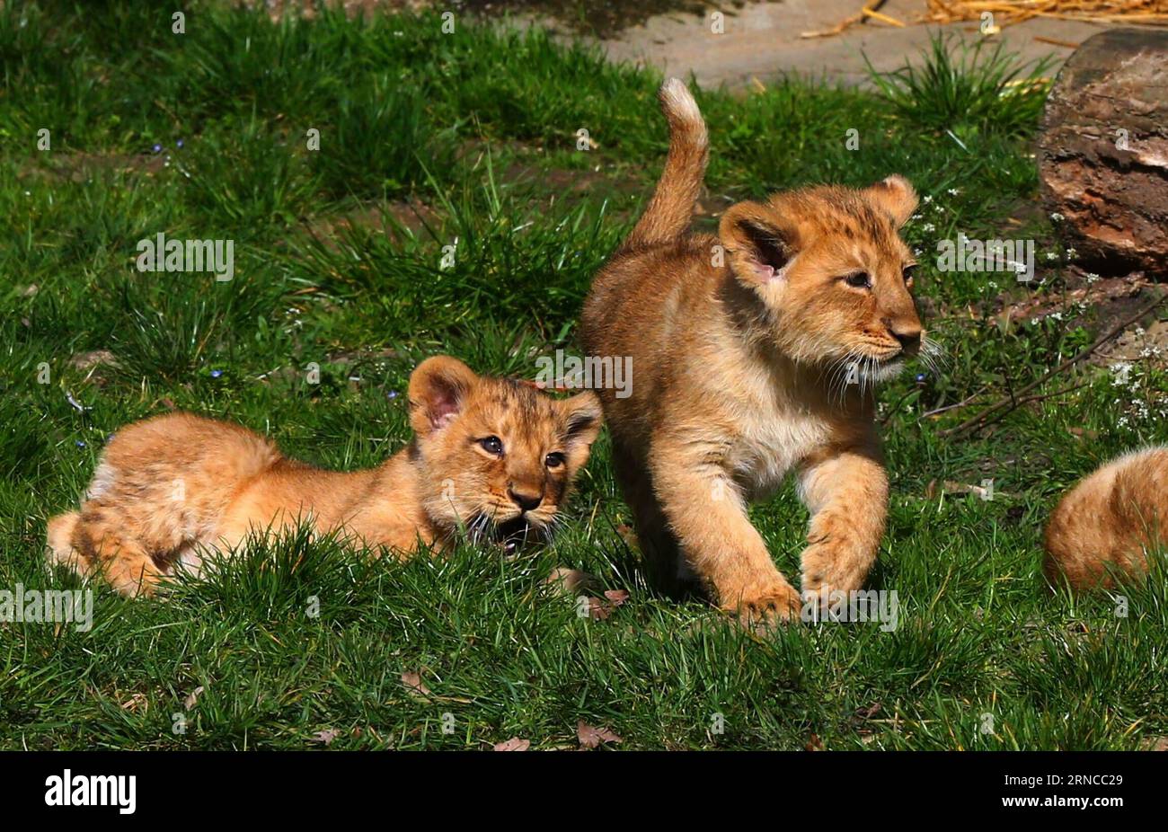 Löwenbabys im Zoo von Mechelen, Belgien (160404) -- BRUSSELS, April 3, 2016 -- Two-month-old Asiatic lion cubs play at the Planckendael Zoo in Mechelen, north Belgium, April 3, 2016. In 2000, the International Union for Conservation of Nature added the Asiatic lion to the list of critically endangered species. ) BELGIUM-MECHELEN-ASIATIC LIONS GongxBing PUBLICATIONxNOTxINxCHN   Lion babies in Zoo from Mechelen Belgium  Brussels April 3 2016 Two Month Old Asiatic Lion Cubs Play AT The Planckendael Zoo in Mechelen North Belgium April 3 2016 in 2000 The International Union for Conservation of Natu Stock Photo