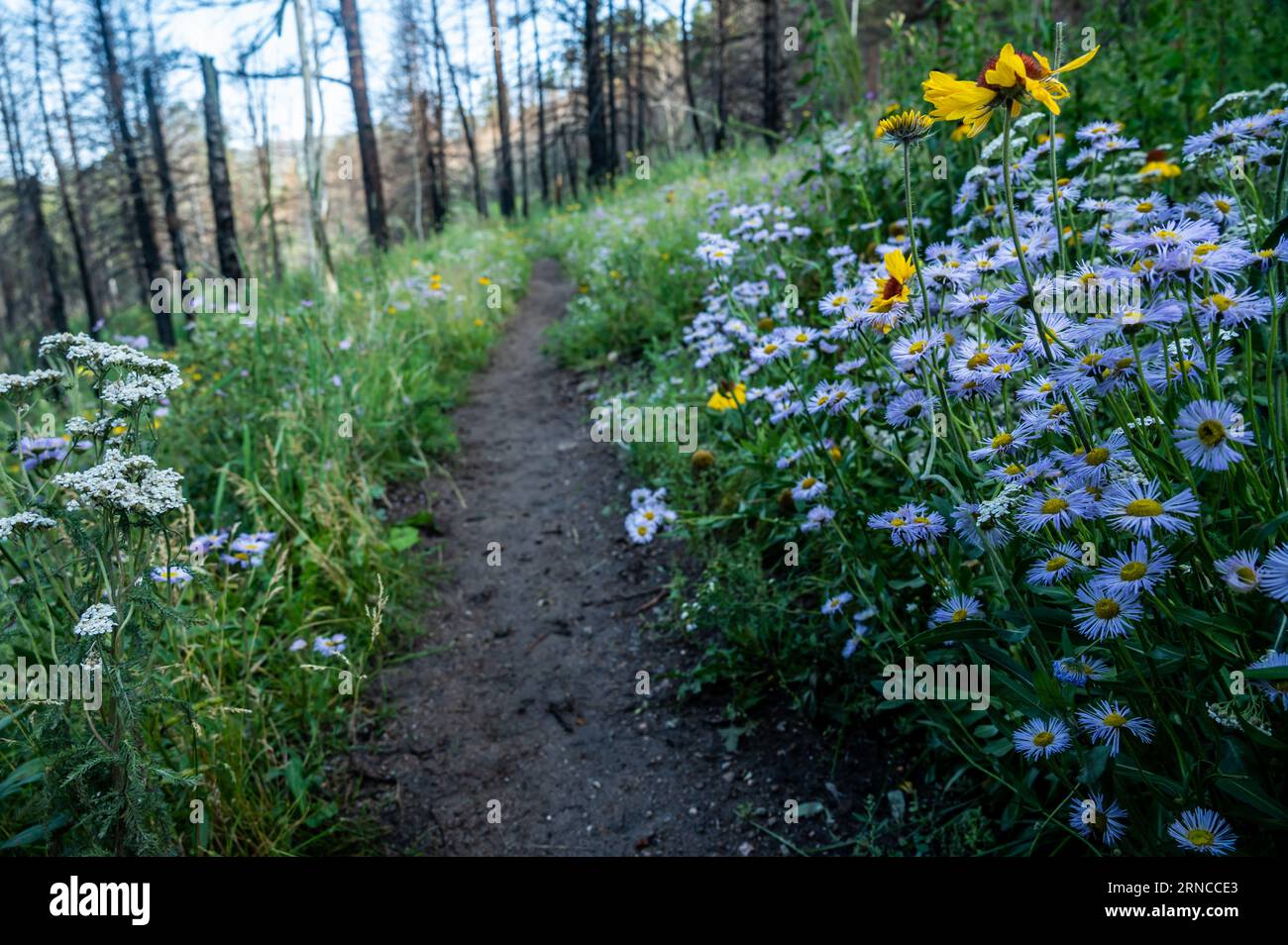 Bunch of Fleabane Flowers Grow Along Narrow Wet Trail in Rocky Mountain National Park Stock Photo