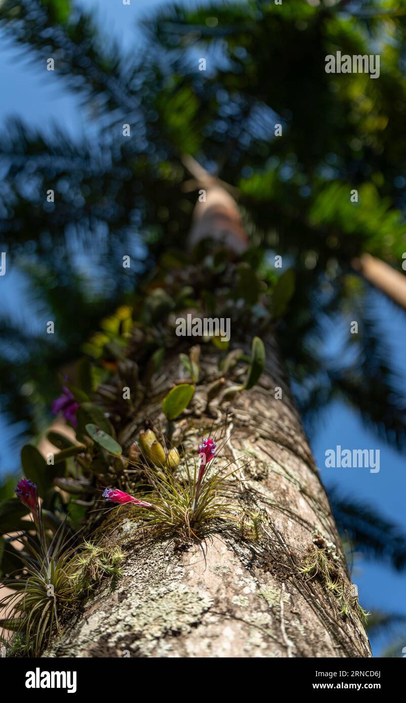 Orchids Blooming on Tall Tree Trunk from Low Angle Perspective Stock Photo