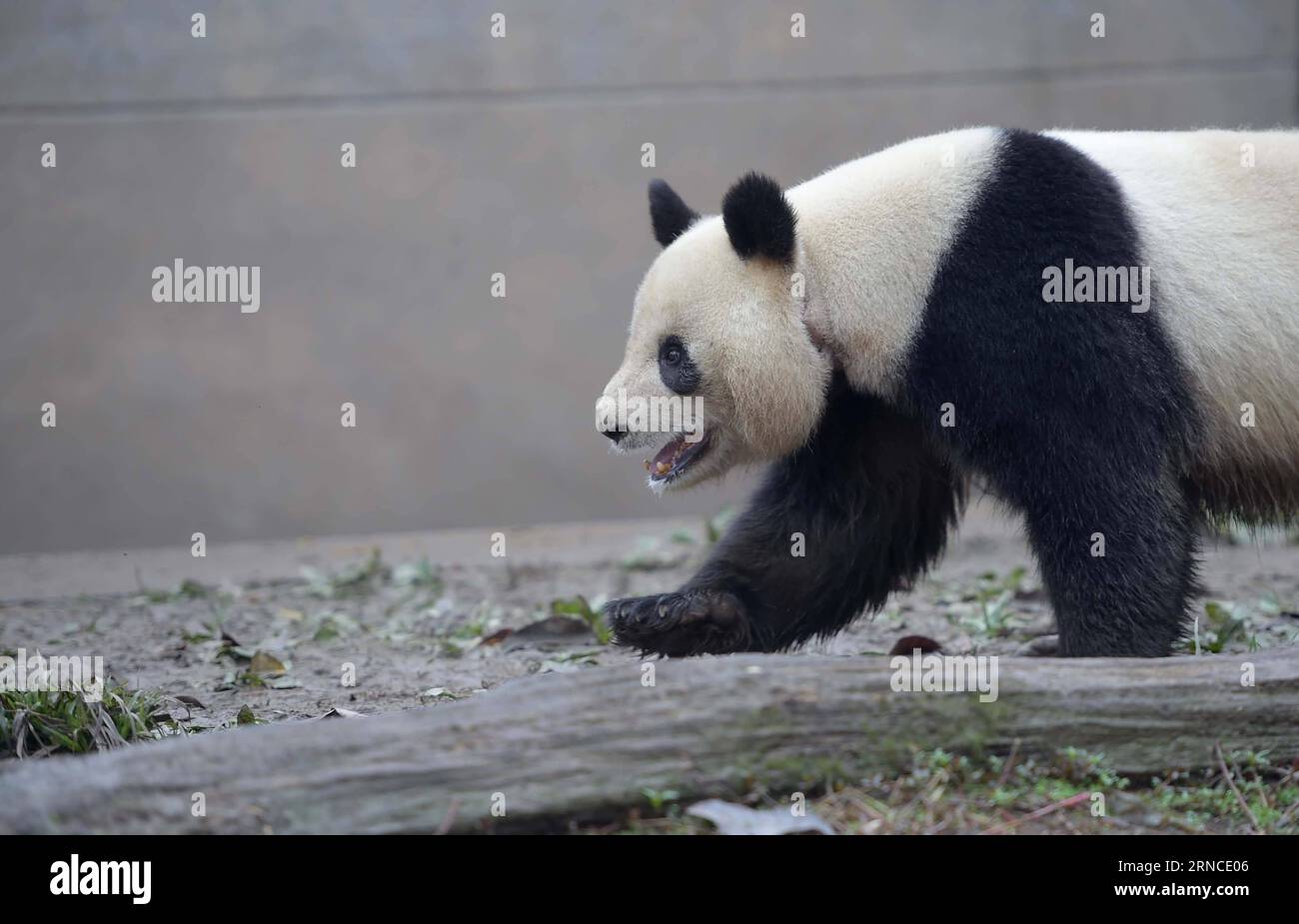 YA AN, April 6, 2016 -- Photo taken on April 6, 2016 shows female panda Yeye at Ya an Bifengxia Base of China Conservation and Research Center for the Giant Pandas in Ya an, southwest China s Sichuan Province. According to the China Conservation and Research Center for the Giant Pandas, 26 female pandas and 19 males have been selected in this year s mating plan. By far, 10 female pandas at the breeding base have mated since February. The center captive-breeds the world s largest panda population -- 218 as of the end of 2015. ) (lfj) CHINA-SICHUAN-CAPTIVE PANDAS-MATING PLAN (CN) XuexYubin PUBLI Stock Photo