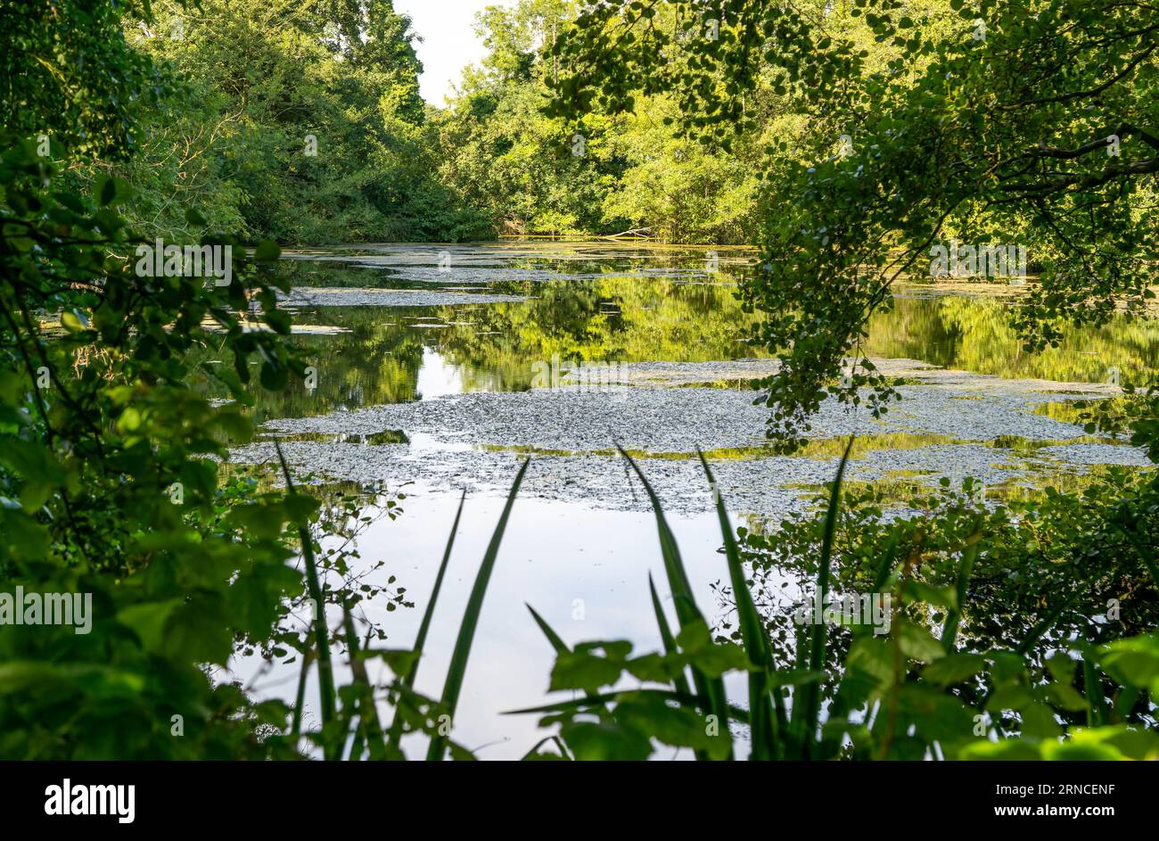 Still water in loam pond fishing lake, Sutton, Suffolk, England, UK Stock Photo