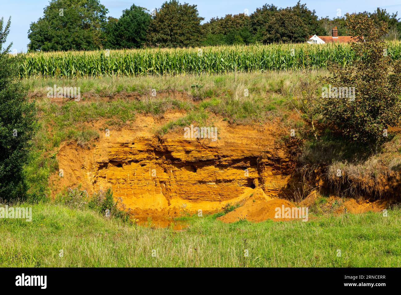 Cross section of red crag rock quarry pit, Sutton, Suffolk, England, UK