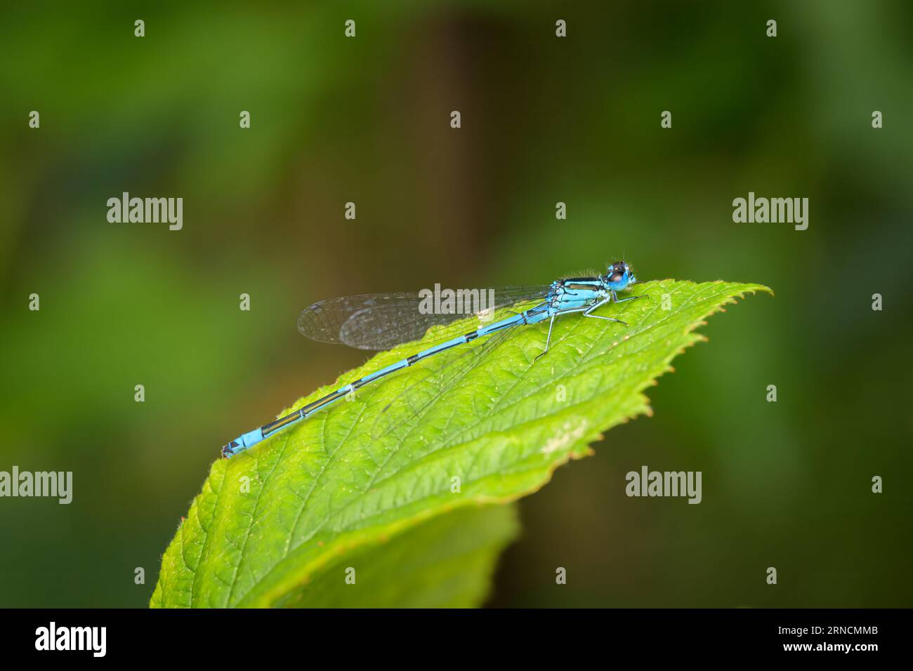 An azure damselfly (Coenagrion puella) resting on a green leaf, sunny ...