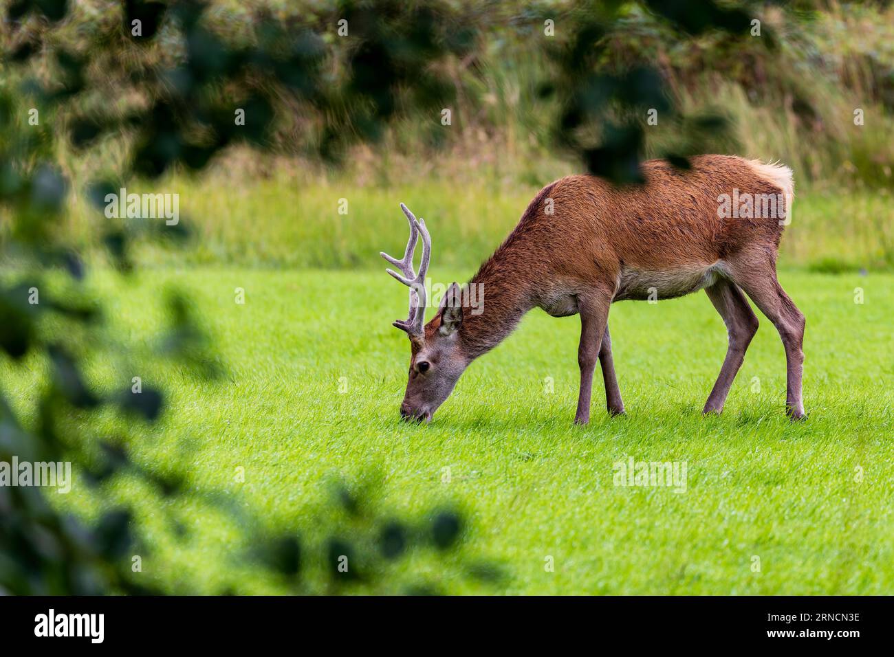 Red Deer feeding on short grass at Glenfinnan, Highlands, Scotland ...