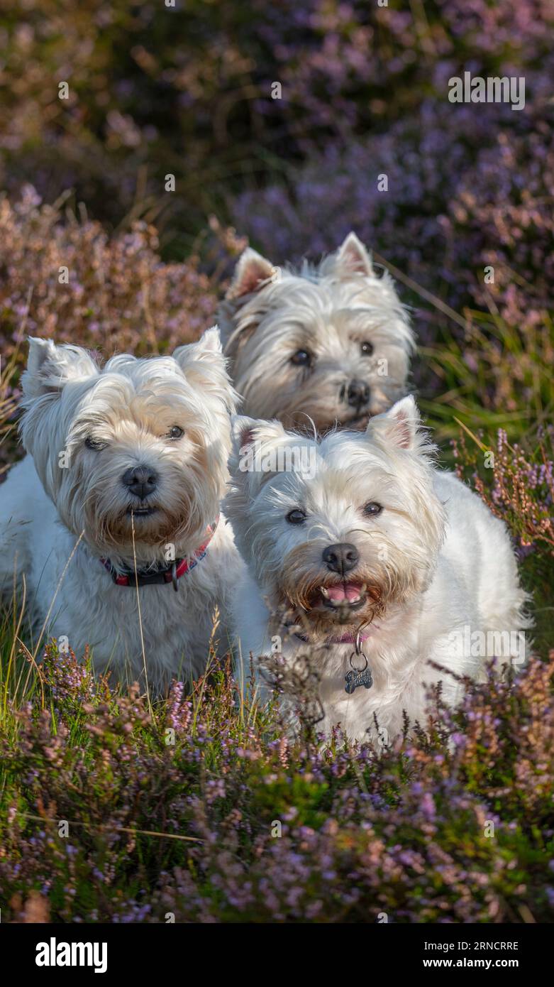 Weather, cute, animals. Lammermuir Hills, Berwickshire, Scottish Borders, UK. 31st Aug, 2023. A trio of cute excited Westies, West Highland Terriers, (Kitty, Dotty and Gemma) were out early this morning to catch the early sunshine chasing and sniffing the scents in the flowering purple heather on the Lammermuir Hills in Berwickshire, Scotland. Picture Credit: phil wilkinson/Alamy Live News Stock Photo