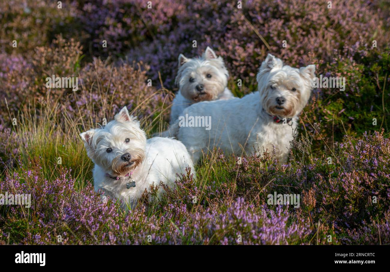 Weather, cute, animals. Lammermuir Hills, Berwickshire, Scottish Borders, UK. 31st Aug, 2023. A trio of cute excited Westies, West Highland Terriers, (Kitty, Dotty and Gemma) were out early this morning to catch the early sunshine chasing and sniffing the scents in the flowering purple heather on the Lammermuir Hills in Berwickshire, Scotland. Picture Credit: phil wilkinson/Alamy Live News Stock Photo