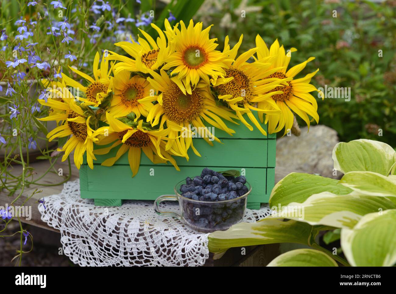 Beautiful still life with sunflowers in wooden box and honey berry in the gaden. Romantic greeting card for birthday, Valentines, Mothers Day concept. Stock Photo