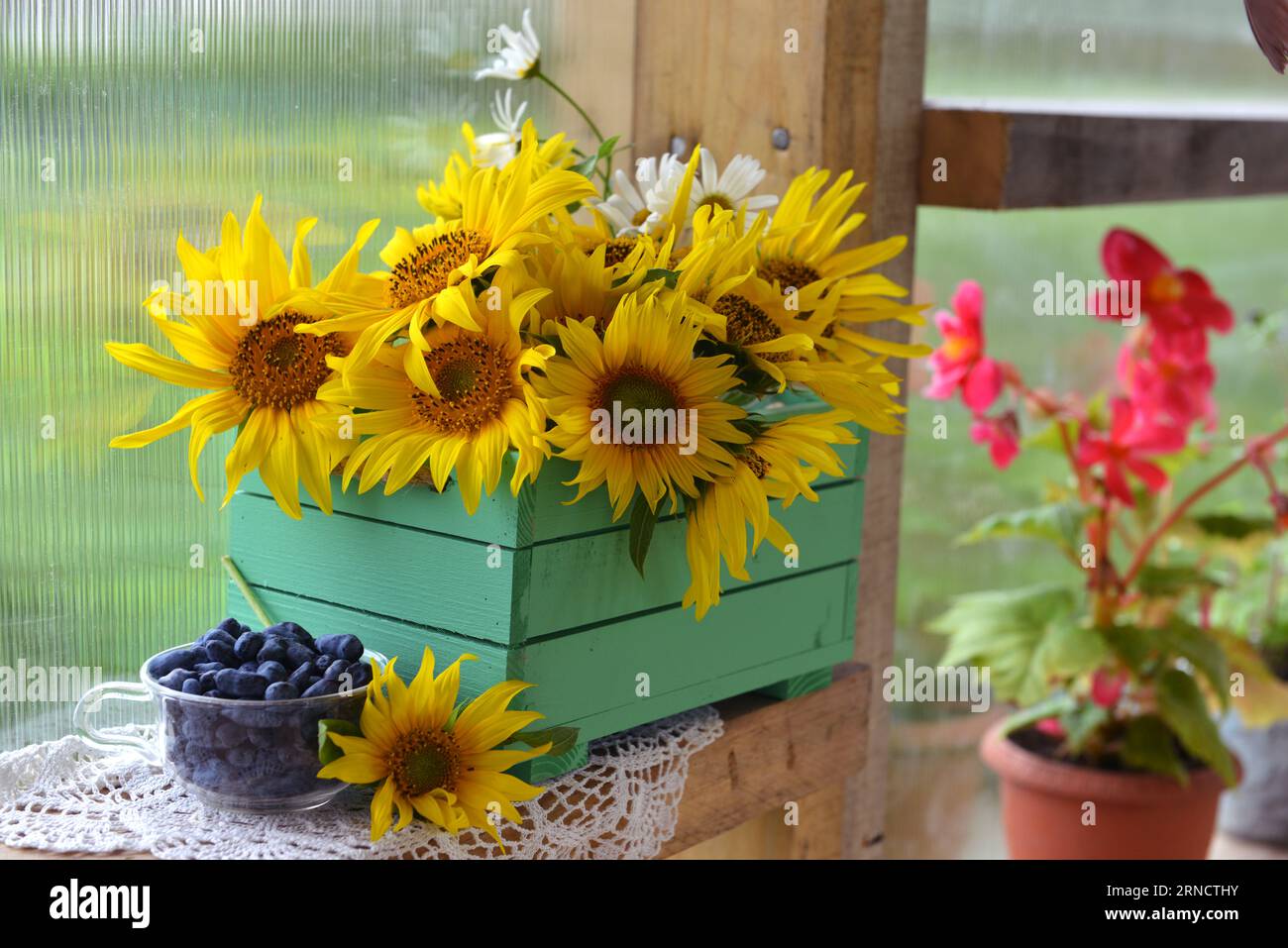 Beautiful still life with sunflowers in wooden box and glass of honey berry. Romantic greeting card for birthday, Valentines, Mothers Day concept. Sum Stock Photo