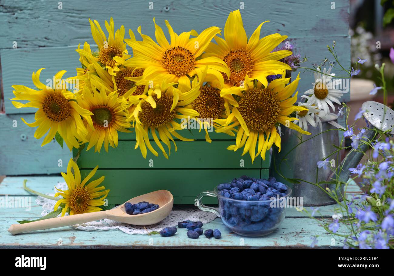 Beautiful still life with sunflowers in wooden box and blue berry in the garden. Romantic greeting card for birthday, Valentines, Mothers Day concept. Stock Photo