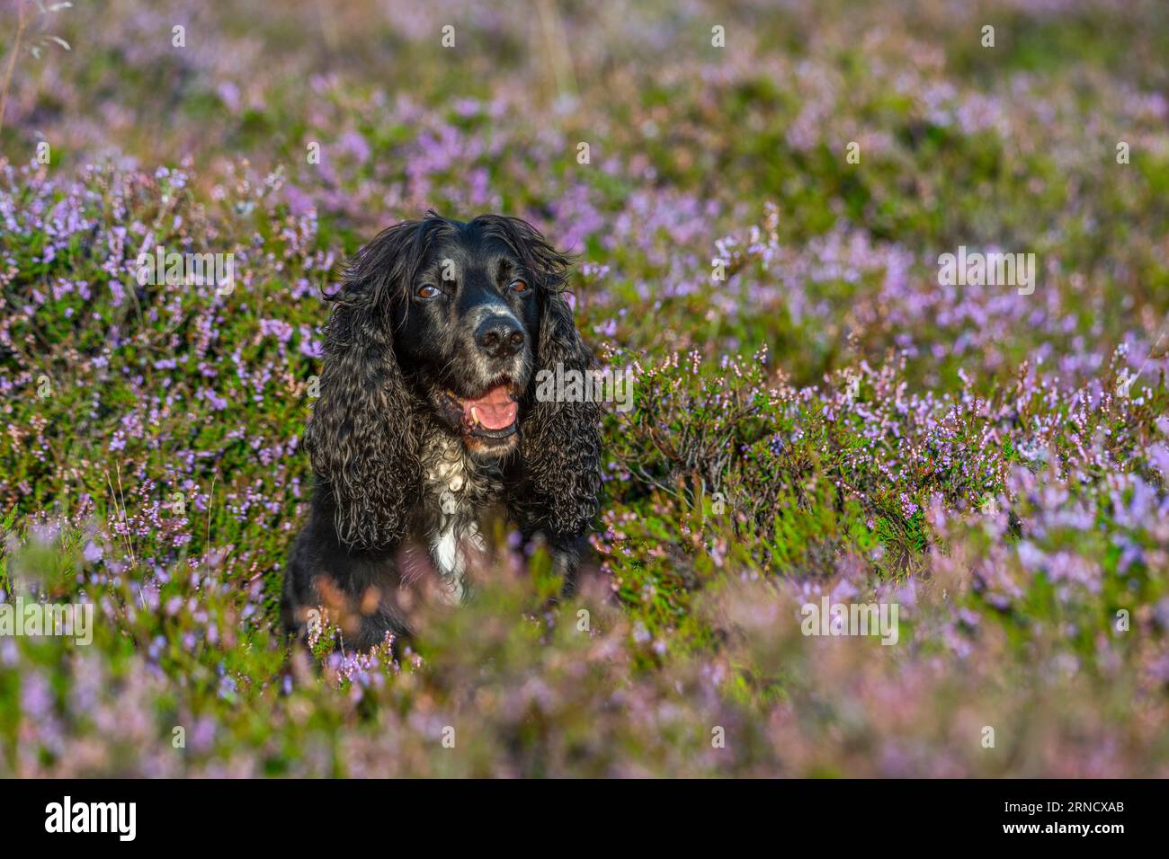 Weather, cute, animals. Lammermuir Hills, Berwickshire, Scottish Borders, UK. 31st Aug, 2023. Buddy the working cocker spaniel pops his head up from to catch the early sunshine after chasing and sniffing the scents in the flowering purple heather on the Lammermuir Hills in Berwickshire, Scotland. Picture Credit: phil wilkinson/Alamy Live News Stock Photo