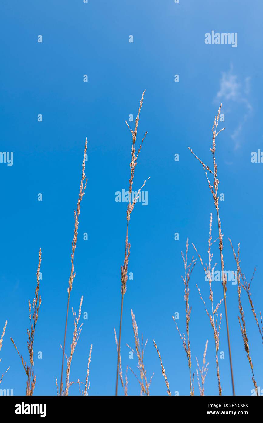Molinia caerulea 'Heidebraut' against a blue sky Stock Photo