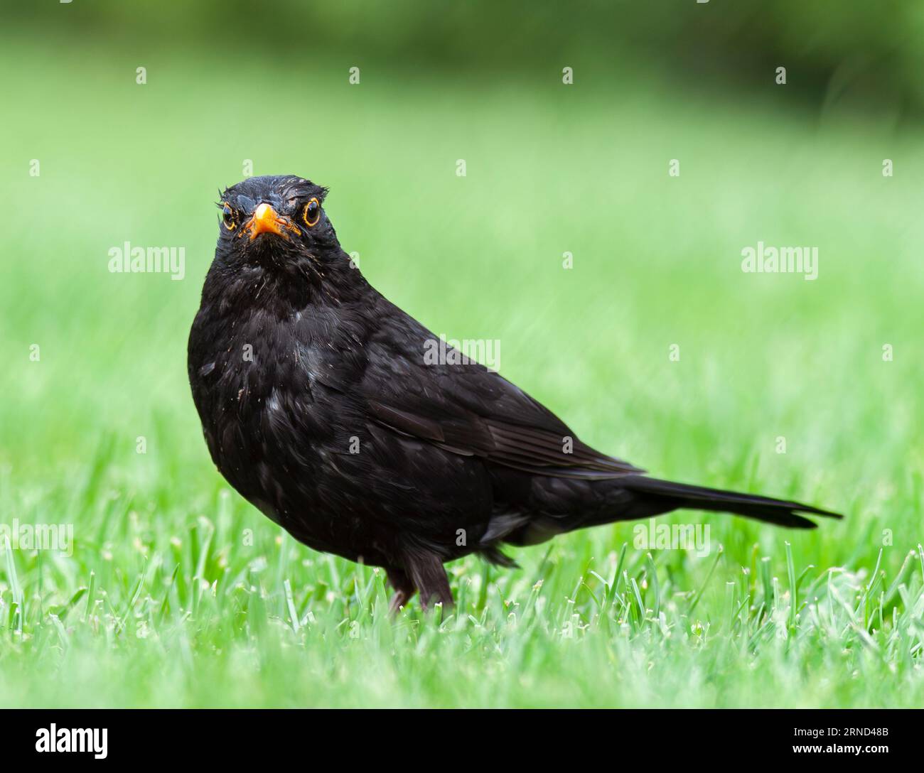 Amsel drossel turdus merula beeren beeren garten hi-res stock ...