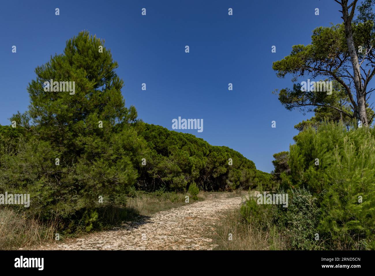 Hot weather in Croatia dried soil on the Kamenjak Peninsula in Croatia Stock Photo