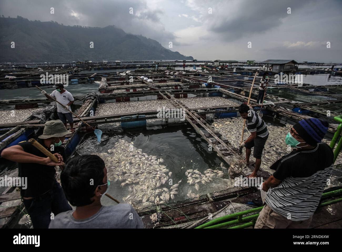 Seen from the Top a Group of Floating Net Cages on Lake Toba. this