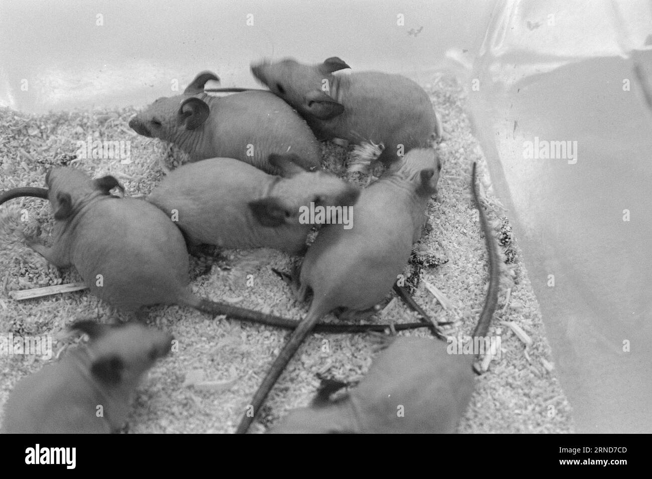 Current 018 - 3 - 1974: They die for usWithout the use of animal ...