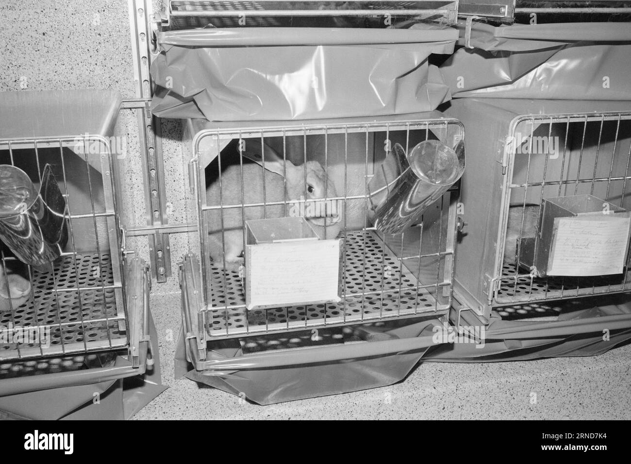 Current 018 - 3 - 1974: They die for usWithout the use of animal ...