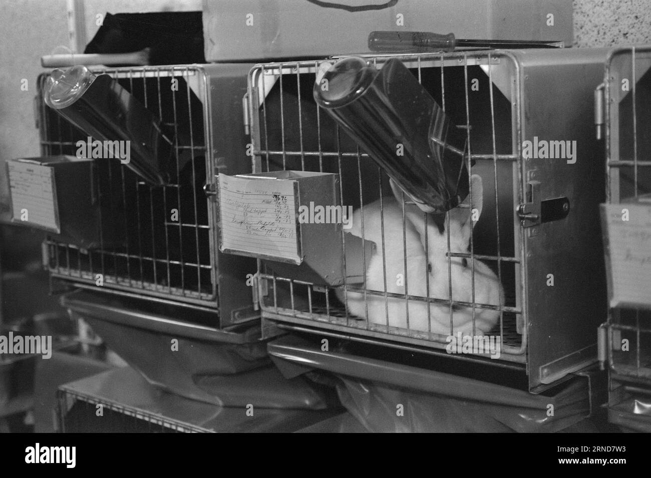 Current 018 - 3 - 1974: They die for usWithout the use of animal ...